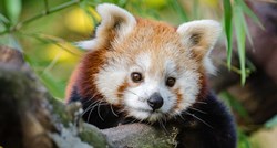 Mladunci crvenih pandi u Zagrebačkom zoološkom vrtu odlično napreduju
